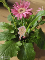 Frühlingstag - Digistamp Set – Bild 12