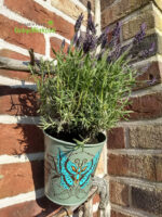 Floral "Schmetterling" - Plotterdatei – Bild 6